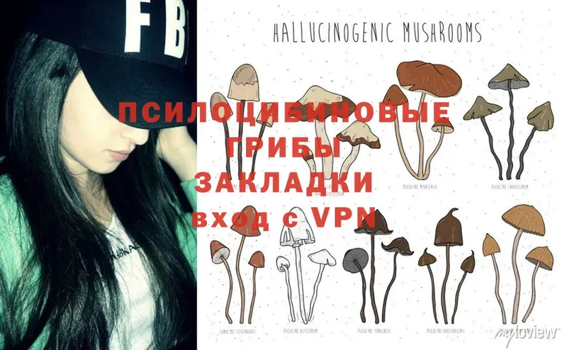 Галлюциногенные грибы Psilocybine cubensis  Кировск 